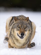 Gray wolf (Canis lupus)