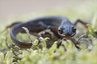 Smooth Newt (Lissotritron vulgaris)