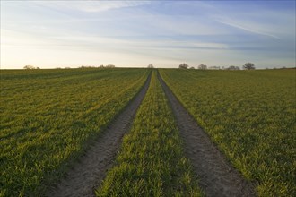 Sprouting field of Wheat (Triticum aestivum) with tracks