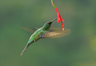 Violet-capped woodnymph (Thalurania glaucopis) drinking at a flower