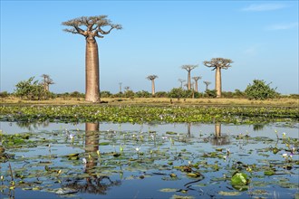 Baobab trees (Adansonia grandidieri) reflecting in the water