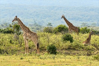 Giraffes (Giraffa camelopardalis)