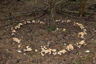 Collybia confluens mushrooms form a so-called fairy ring