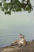 Bengal Tiger (Panthera tigris tigris) resting at a water hole