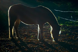 Horse in back light on a pasture