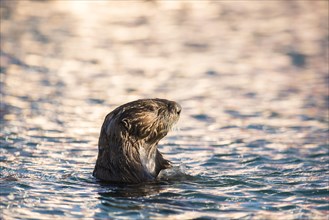 Sea Otter (Enhydra lutris) in the evening light