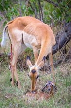 Impala (Aepyceros melampus) female immediately after birth