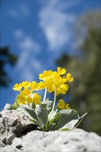 Auricula or Mountain Cowslip (Primula auricula)