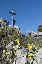 Auricula (Primula auricula) in front of the summit cross of Mt Brettgabel