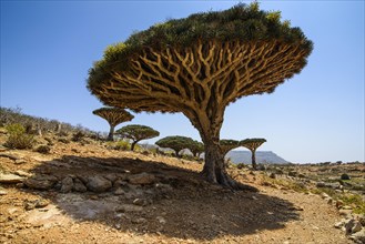 Socotra Dragon Trees or Dragon Blood Trees (Dracaena cinnabari)