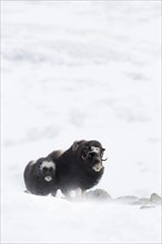 Muskox (Ovibos moschatus) with young