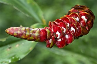 Red Spiral Ginger or Costus plant (Costus sp.) flower