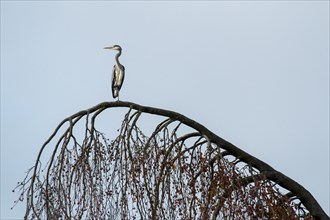Grey Heron (Ardea cinerea) on a tree