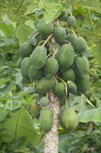 Papaya tree with papaya fruits (Carica papaya)
