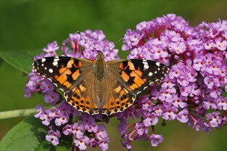 Painted lady (Vanessa cardui) (Cynthia cardui)