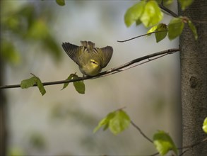 Wood Warbler (Phylloscopus sibilatrix)