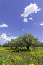 Olive trees and flower meadow