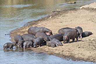 Hippos (Hippopotamus amphibius)