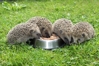 Hedgehog (Erinaceus europaeus)