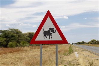 Warning sign Caution warthogs