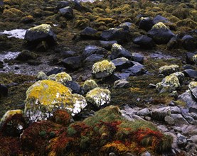 Colourful seaweed
