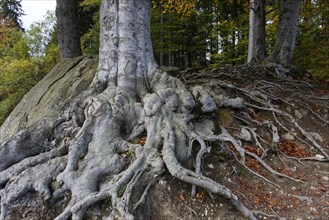 Roots of a beech