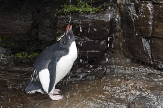 Rockhopper Penguin (Eudyptes chrysocome) drinking from a fresh water shower