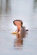 Hippopotamus (Hippopotamus amphibius) in a water hole opening its mouth
