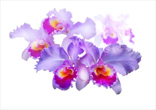 Cattleya orchid (Cattleya atrianae)