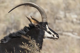 Sable Antelope (Hippotragus niger) adult male