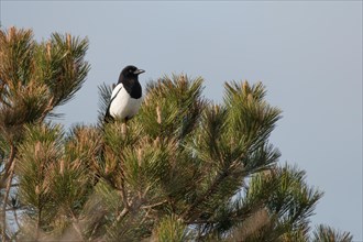 Magpie (Pica pica) on Maritime pine (Pinus pinaster)