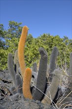 Lava-Cactus (Brachycereus nesioticus)
