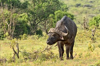 African Buffalo or Cape Buffalo (Syncerus caffer)