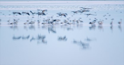 Common Cranes (Grus grus) flying over water