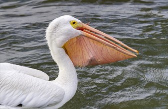 American white pelican (Pelecanus erythrorhynchos) swallowing a catch