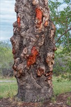 Trunk of the marula tree or elephant tree (Sclerocarya birrea)