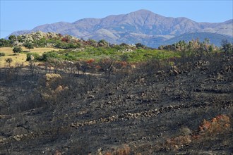 Charred trees after a wildfire