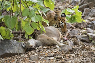 Indian Tiger or Bengal Tiger (Panthera tigris tigris) with a Sambar Deer (Cervus unicolor) kill in the dry forest