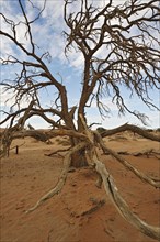 Dead tree on the dunes of the Sossusvlei