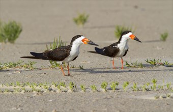 A pair of Black Skimmers (Rynchops niger) on the beach