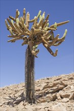 Candelabra Cactus (Browningia candelaris)
