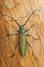 Musk Beetle (Aromia moschata)