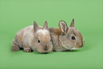 Two Domestic Rabbits (Oryctolagus cuniculus forma domestica)