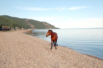 A horse on the shore of Lake Baikal