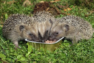 Hedgehog (Erinaceus europaeus)