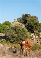 Brown cow grazing in front an archaeological site of the Neolithic period