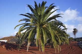 Canary Island Date Palm (Phoenix canariensis) in Yaiza