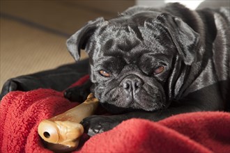 Young black pug lying in dog bed