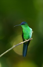 Violet-capped woodnymph (Thalurania glaucopis) on branch
