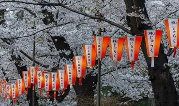 Luminous lanterns with Japanese characters hang on blossoming cherry trees